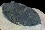 Bargain, Zlichovaspis Trilobite - Atchana, Morocco #100380-1